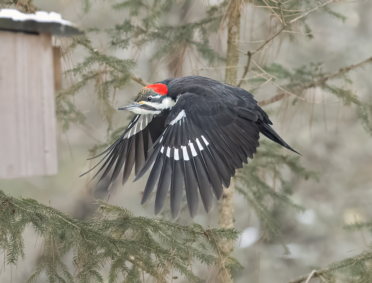 Mrs. Pileated  in lfight R to L 5941.jpg