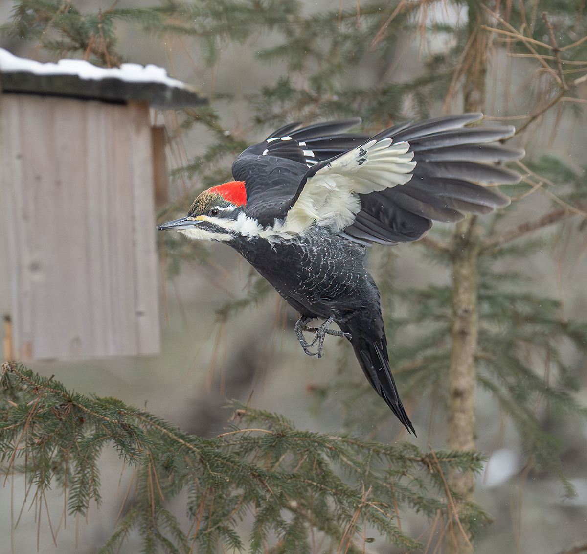 Mrs. Pileated  in lfight R to L 5942.jpg