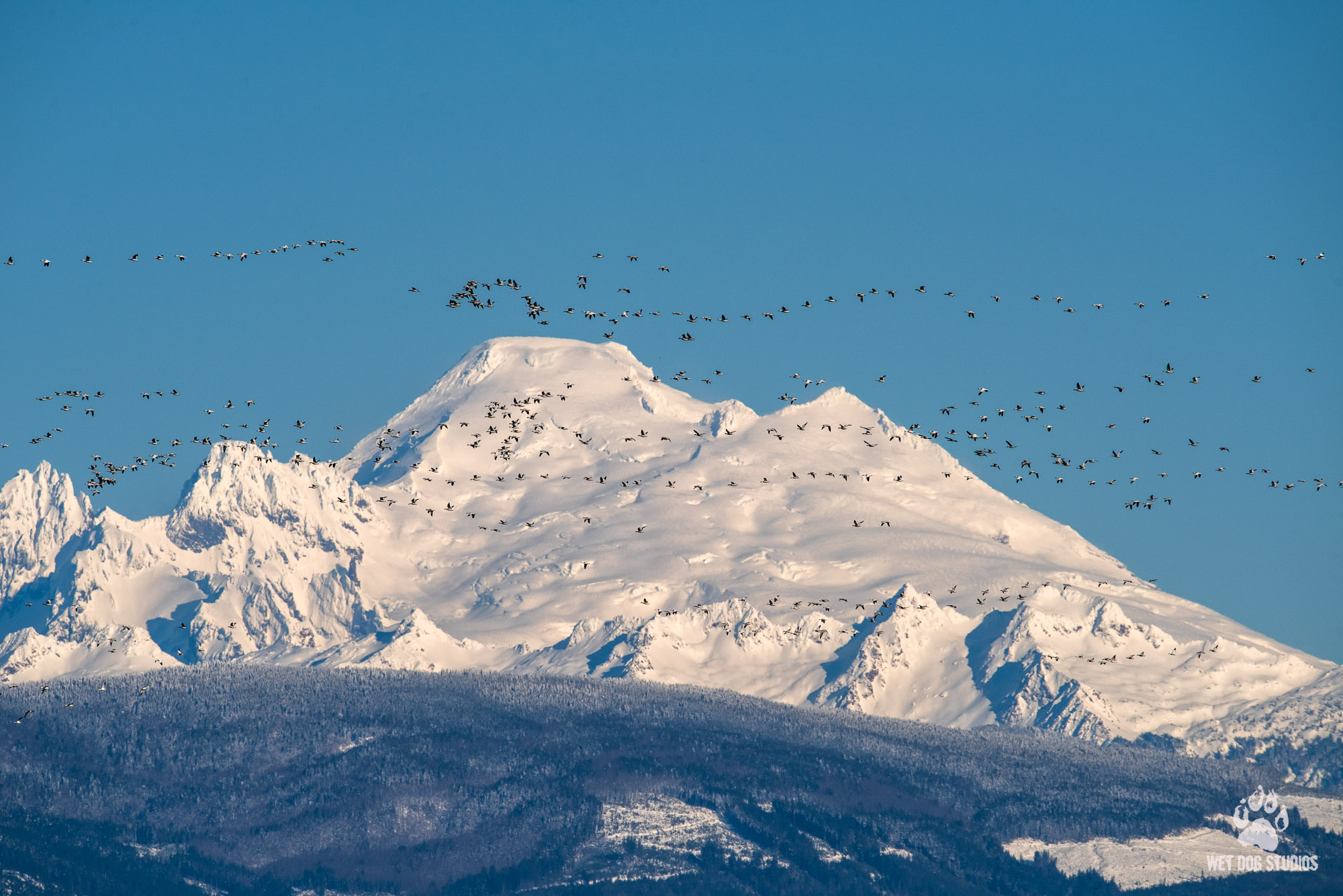 Mt Baker With Snow Geese.jpg