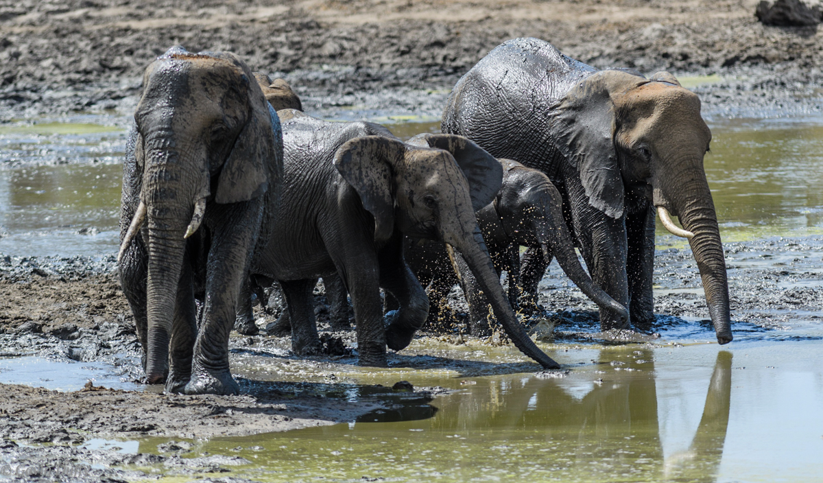 Muddy and thirsty (1 of 1).jpg