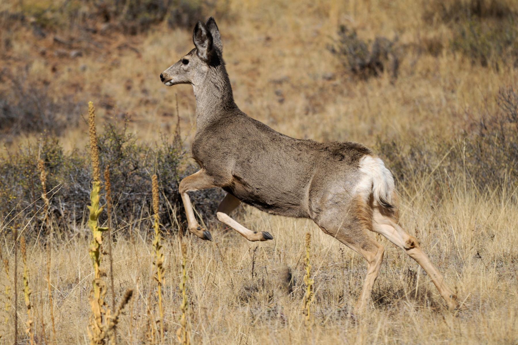 MULE DEER IN MOTION RMNP _DSC9560.jpg