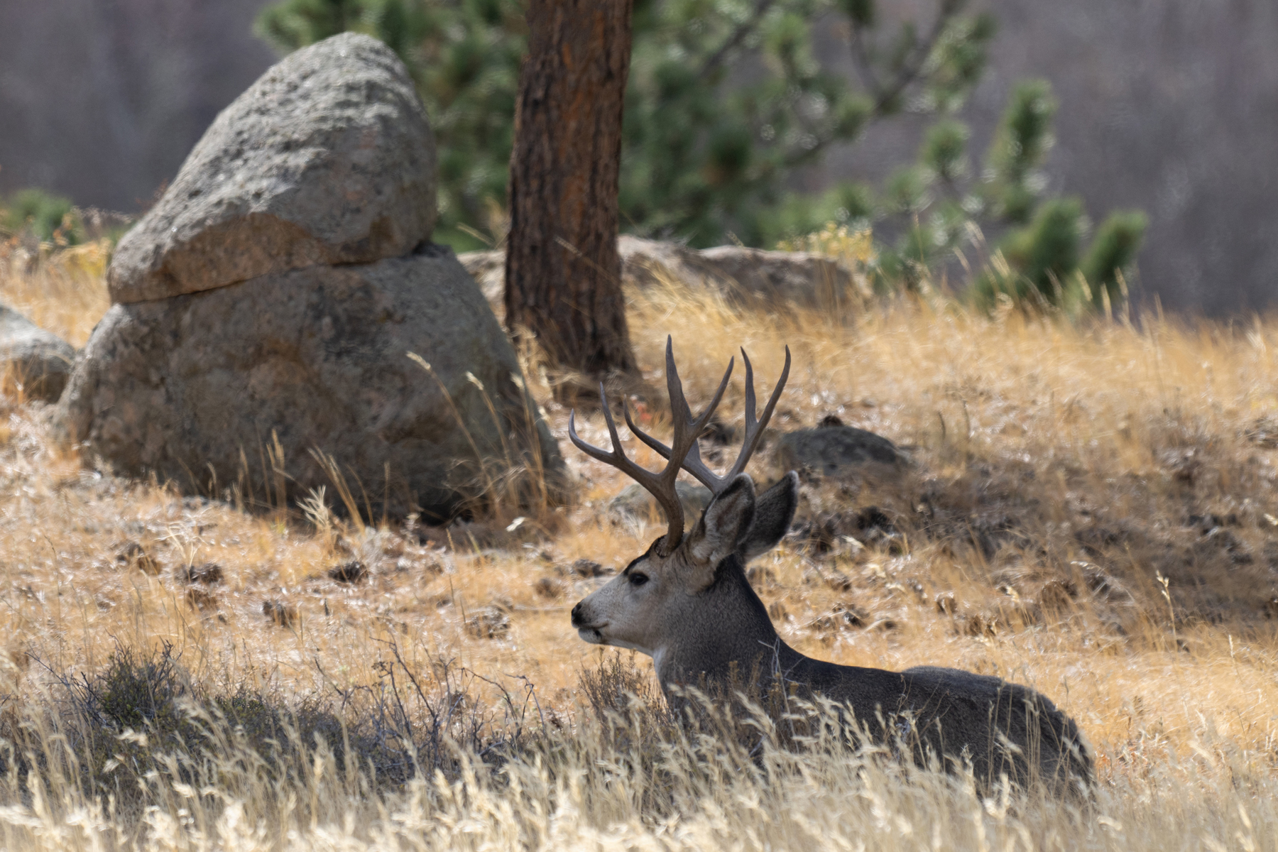 MULE DEER RMNP _DSC8831.jpg