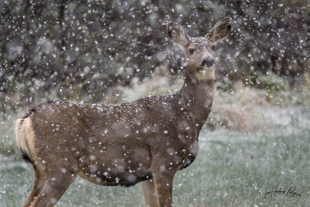 Mule Deer Snoww-1013-IMG_00001-2.jpg