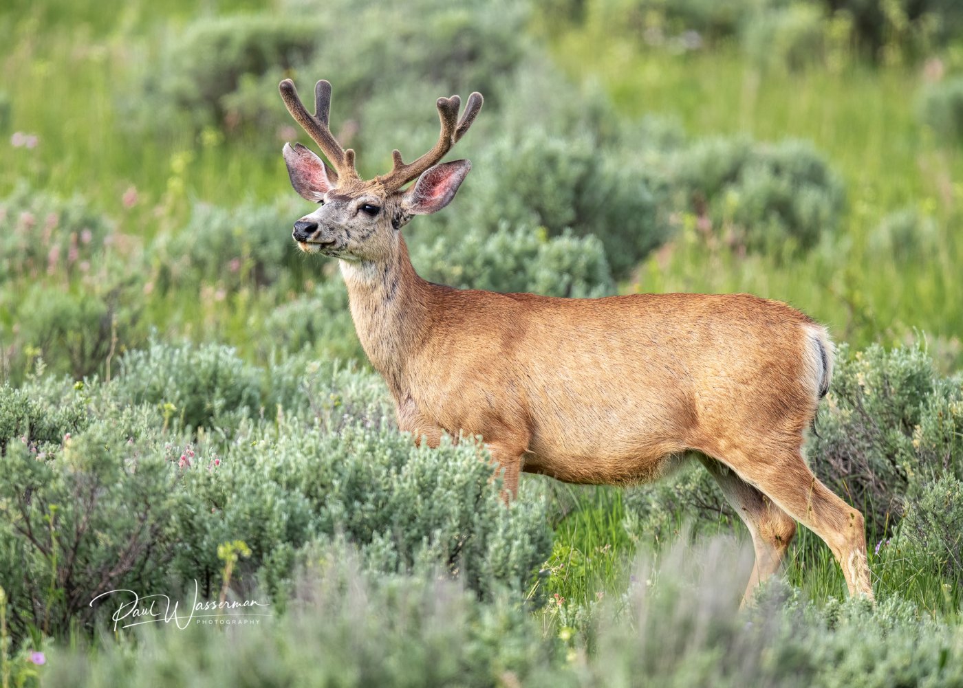 Mule Deer_.jpg