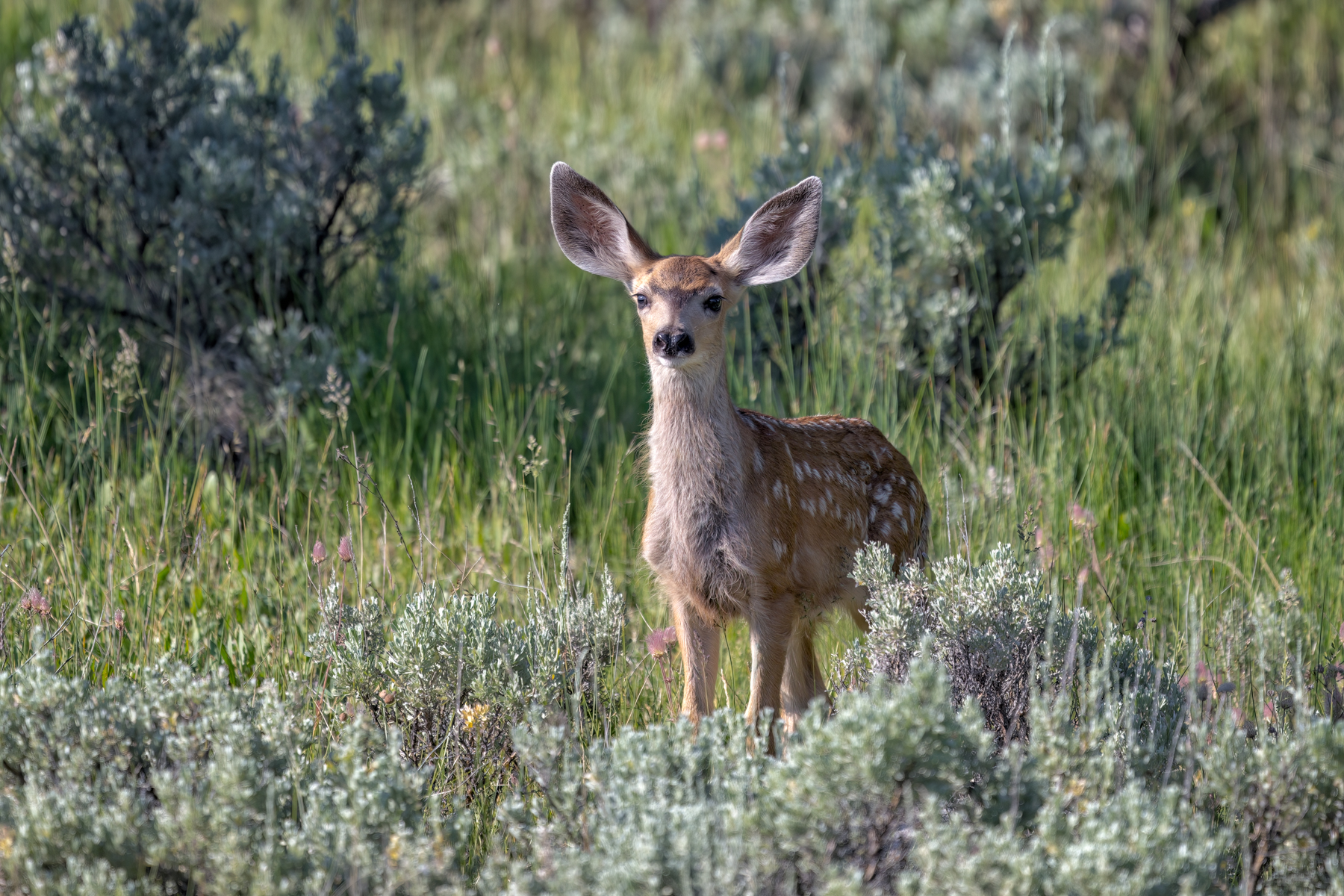 Muley Fawn.jpg