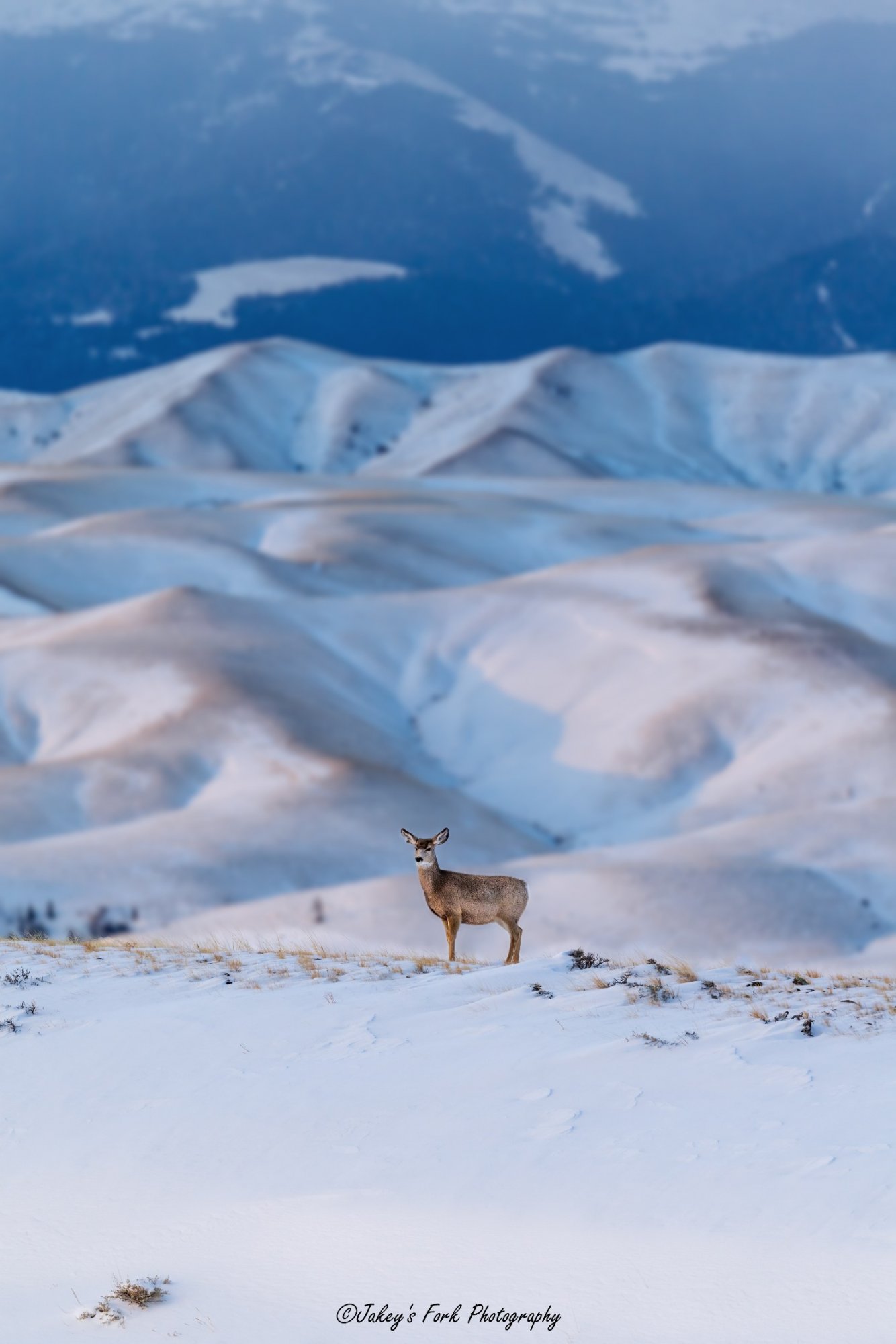 Muley First Light_copy_1484x2226.jpg