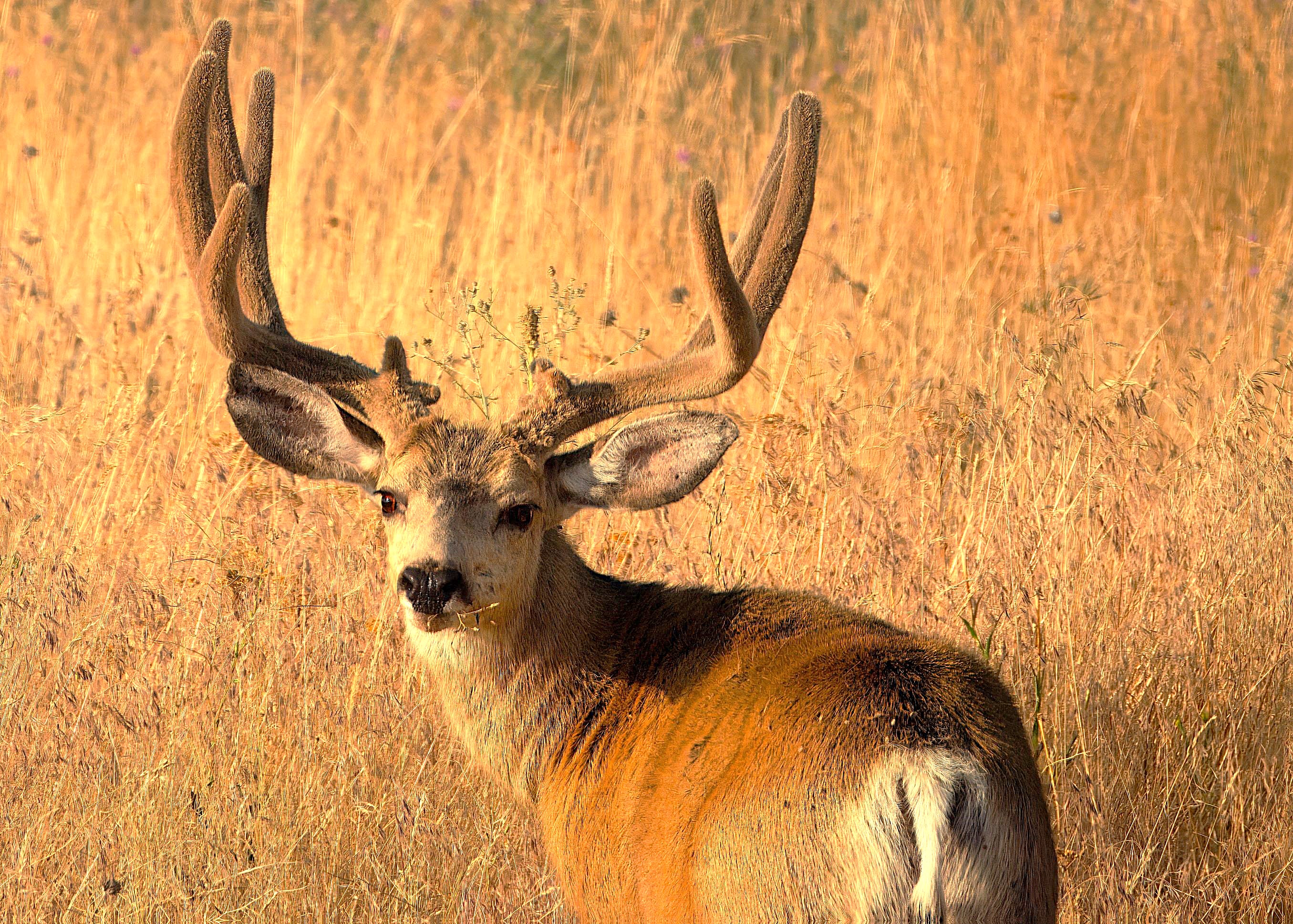 muley_buck_Aug8_1mb.jpg