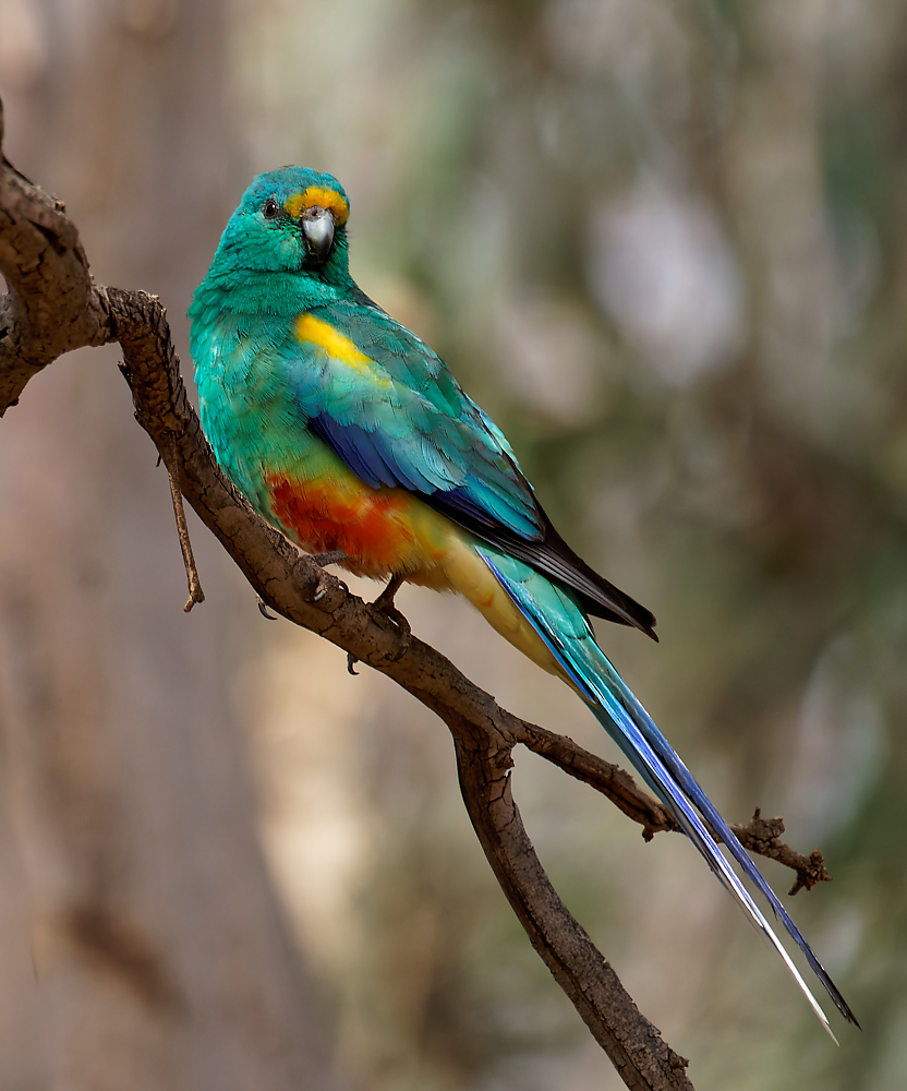 Mulga Parrot (5)1000.jpg