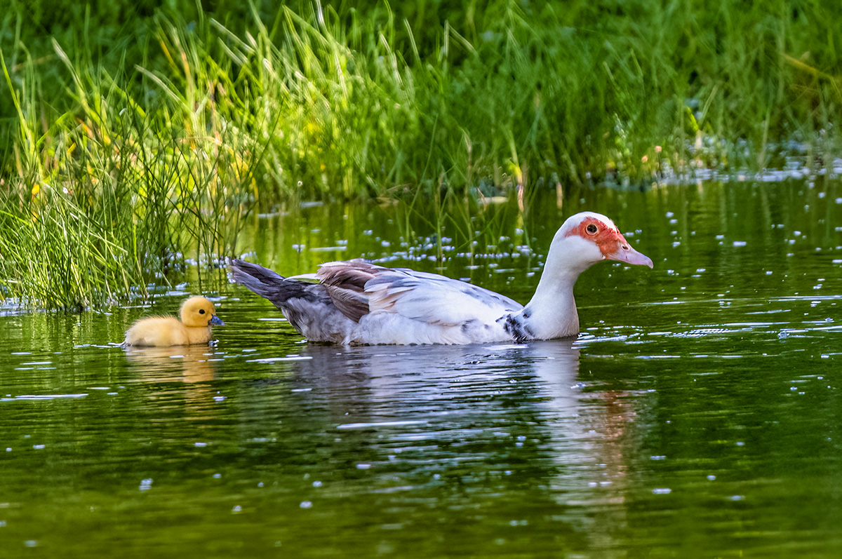 Muscovy Duck and Duckling BCG Z7I_7375.jpg