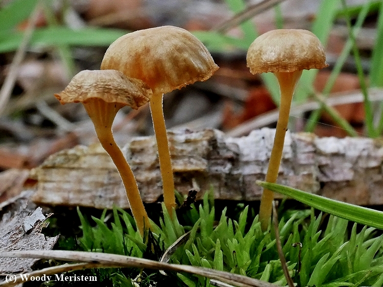Mushroom - 1.JPG