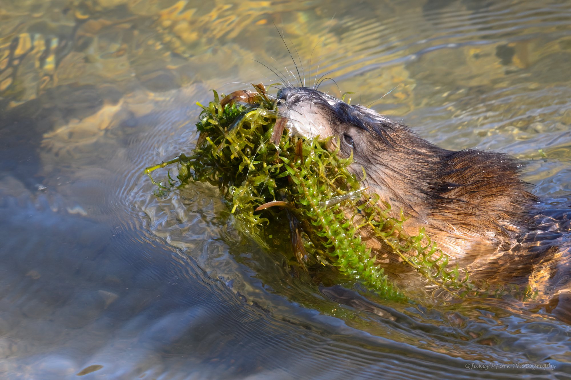 Muskrat Dinner.jpg