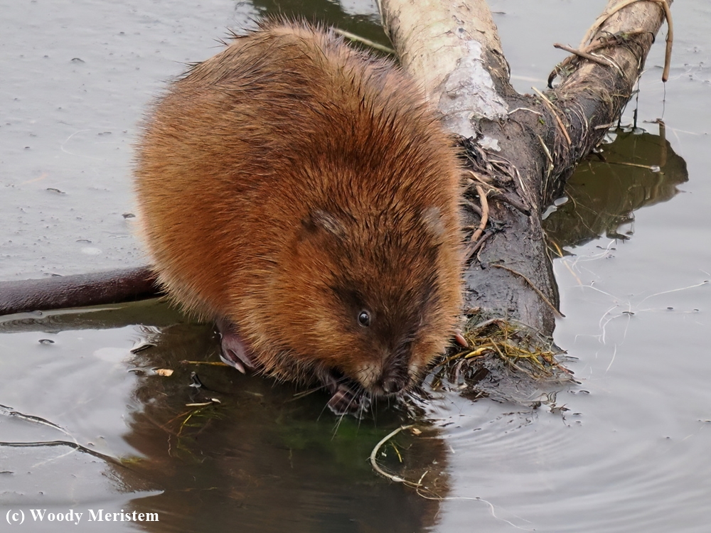 Muskrat.JPG