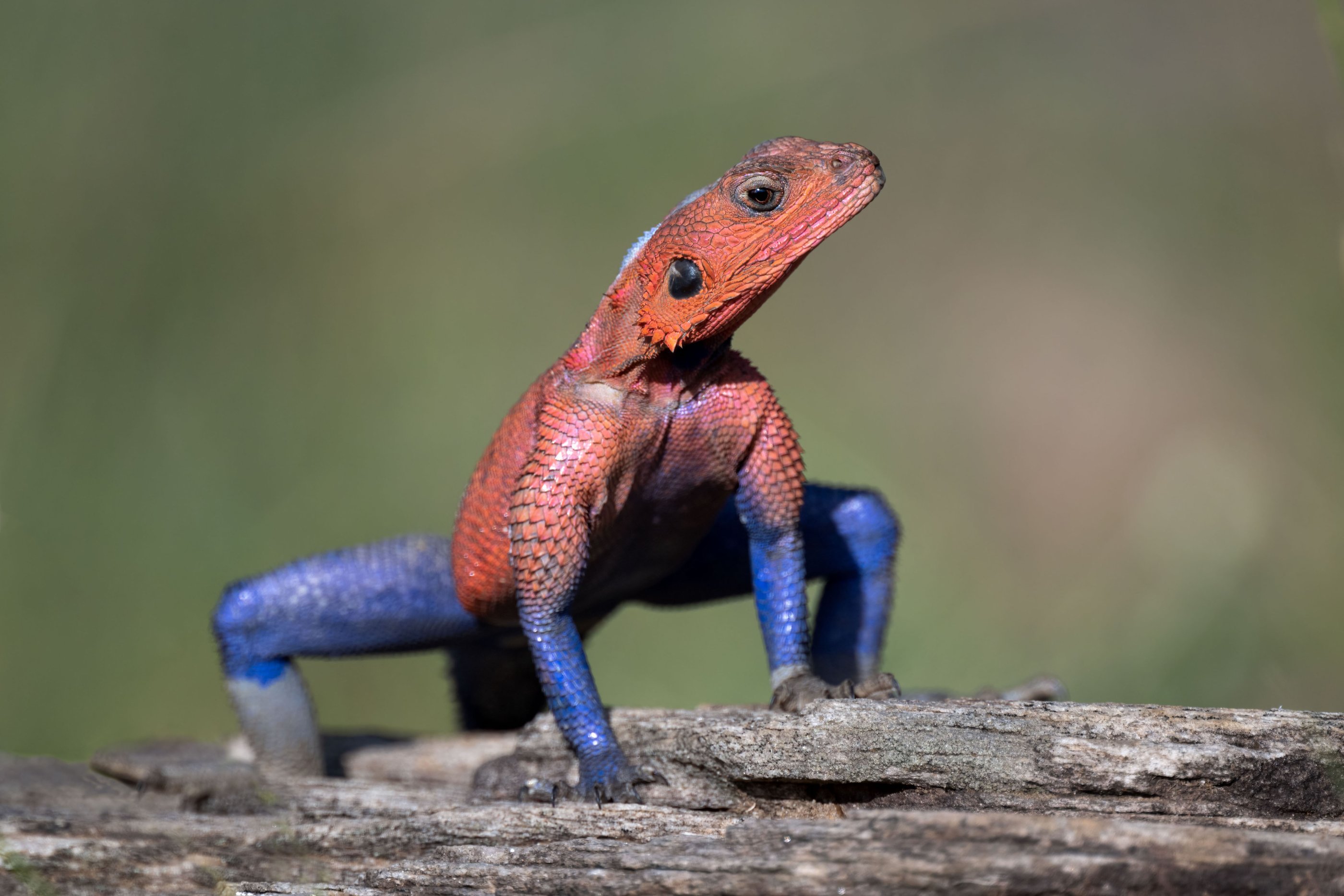 *Mwanza Flat-headed Rock Agama.jpg