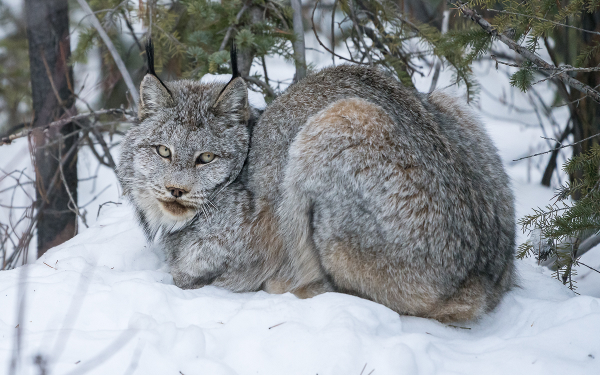 My-pet-cat…Canada-Lynx3.jpg