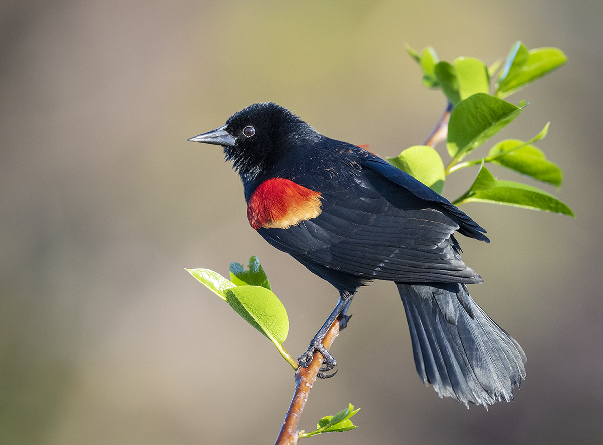 N1P_8053 redwing blackbird websize 1200.jpg