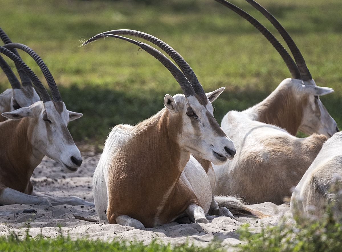 N1P_8377 Scimitar-Horned Oryx Extinct in Wild websize 1200.jpg