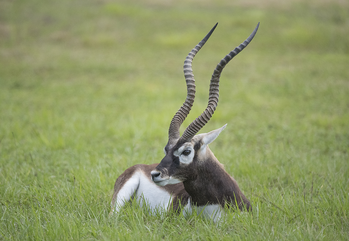 N1P_8440 Blackbuck websize 1200.jpg