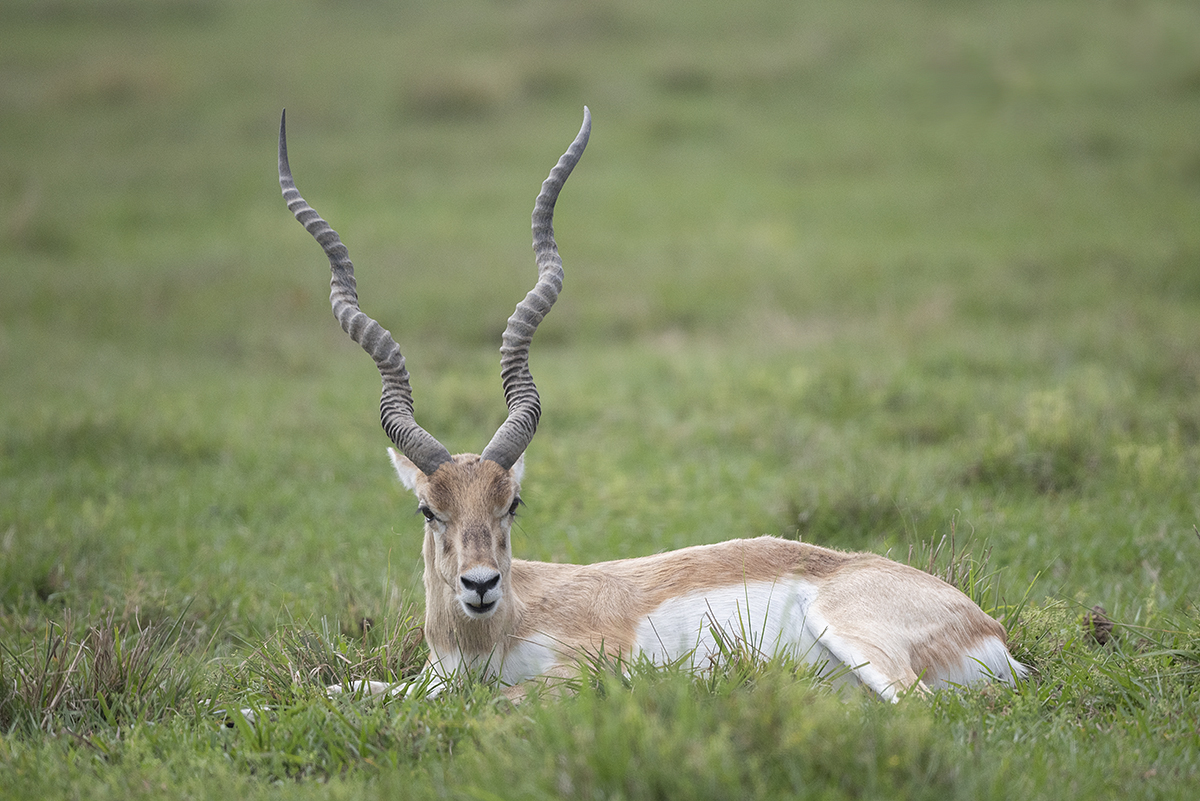 N1P_8495 blackbuck juvenile websize 1200.jpg