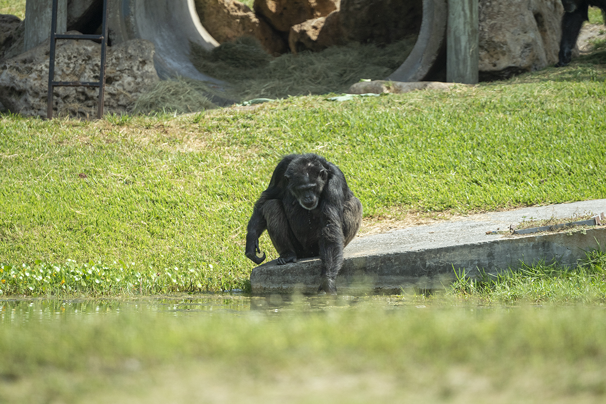 N1P_8584 chimpanzee websize 1200.jpg