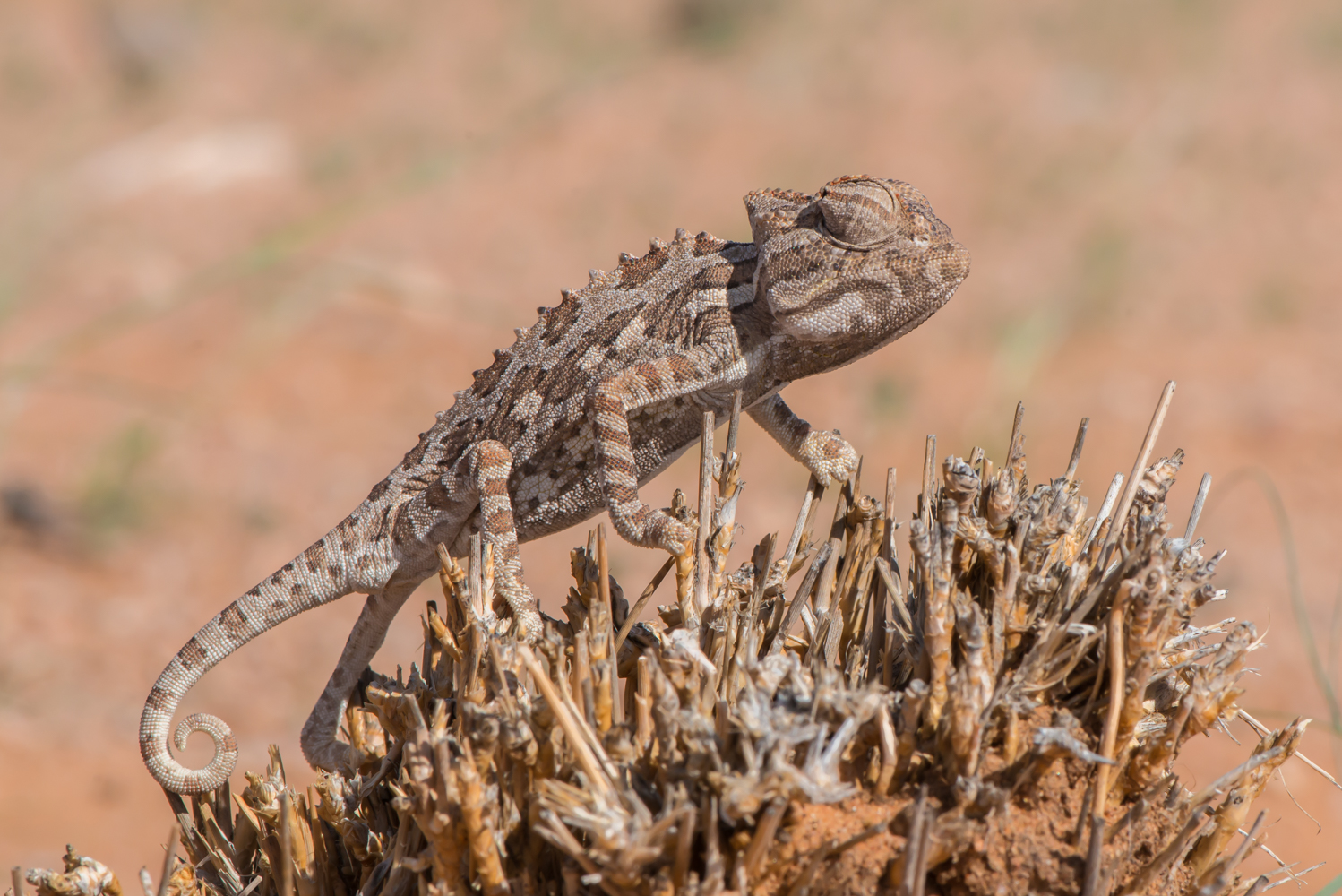 NAMIBIA D4T-0024.jpg