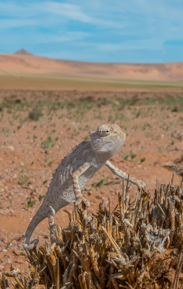 NAMIBIA D4T-0037-Edit.jpg