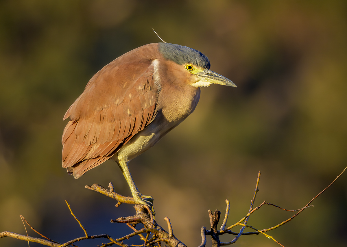 Nankeen Night Heron.jpg