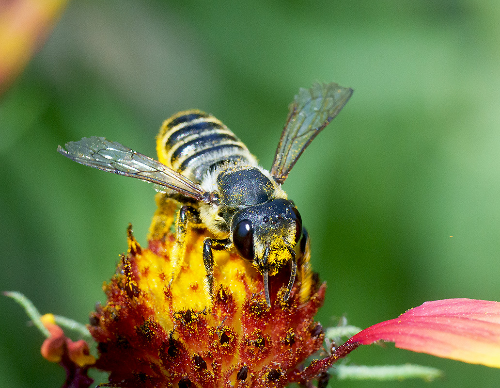 Native Bee DSC05910.jpg