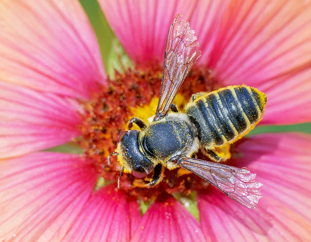 Native Bee DSC05929.jpg