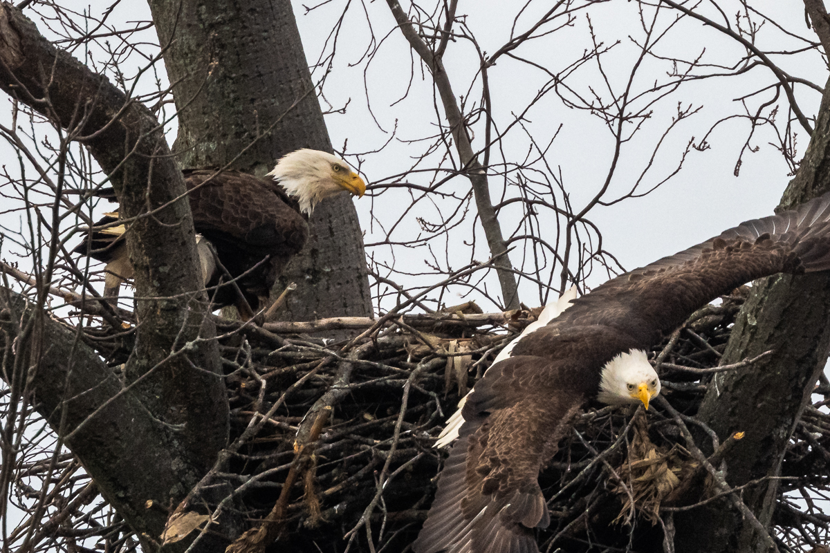 Nesting Bald Eagles.jpg