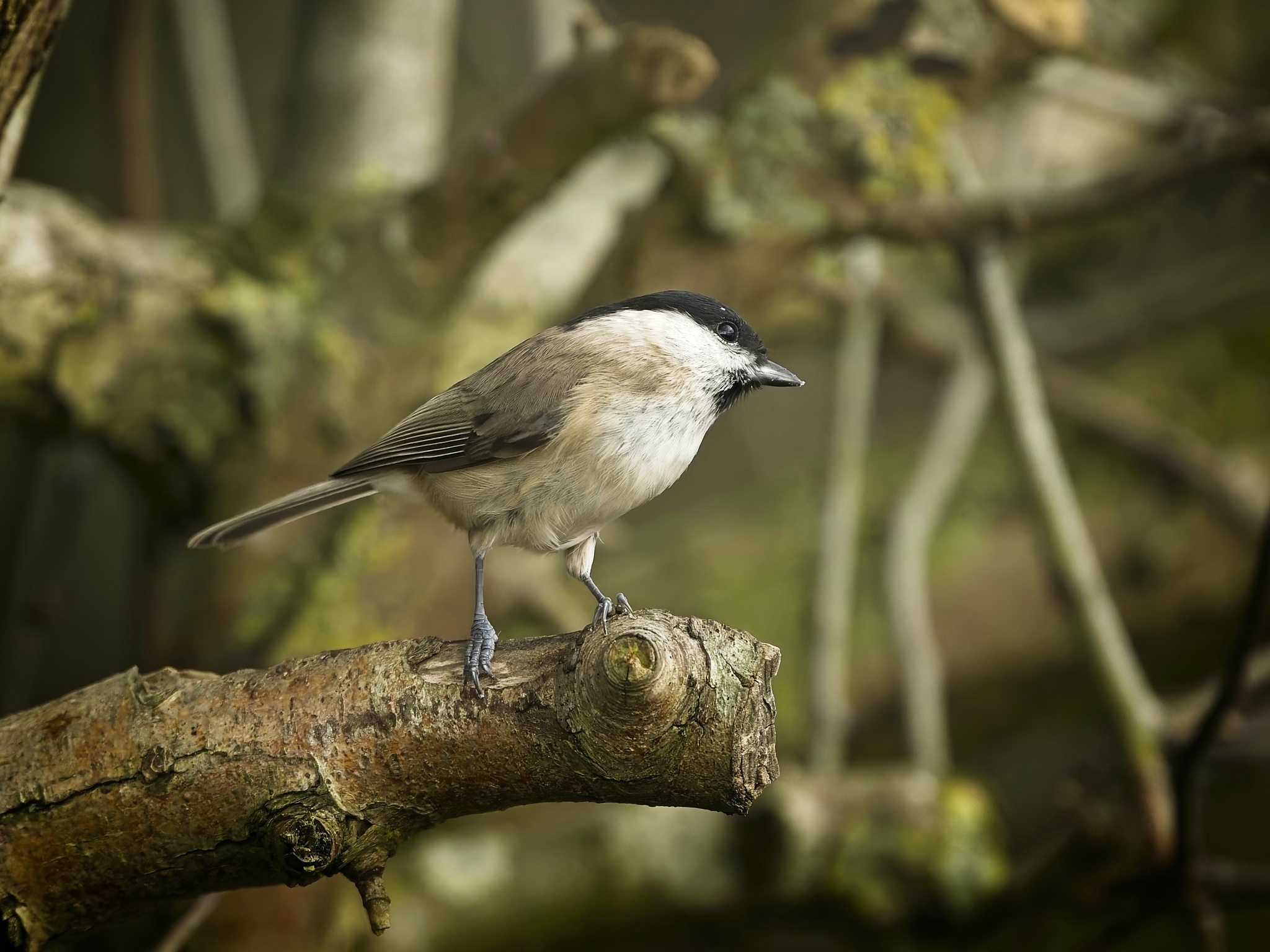 NIKON Z 8NIKKOR Z 400mm f-2.8 TC VR S copy153.jpg