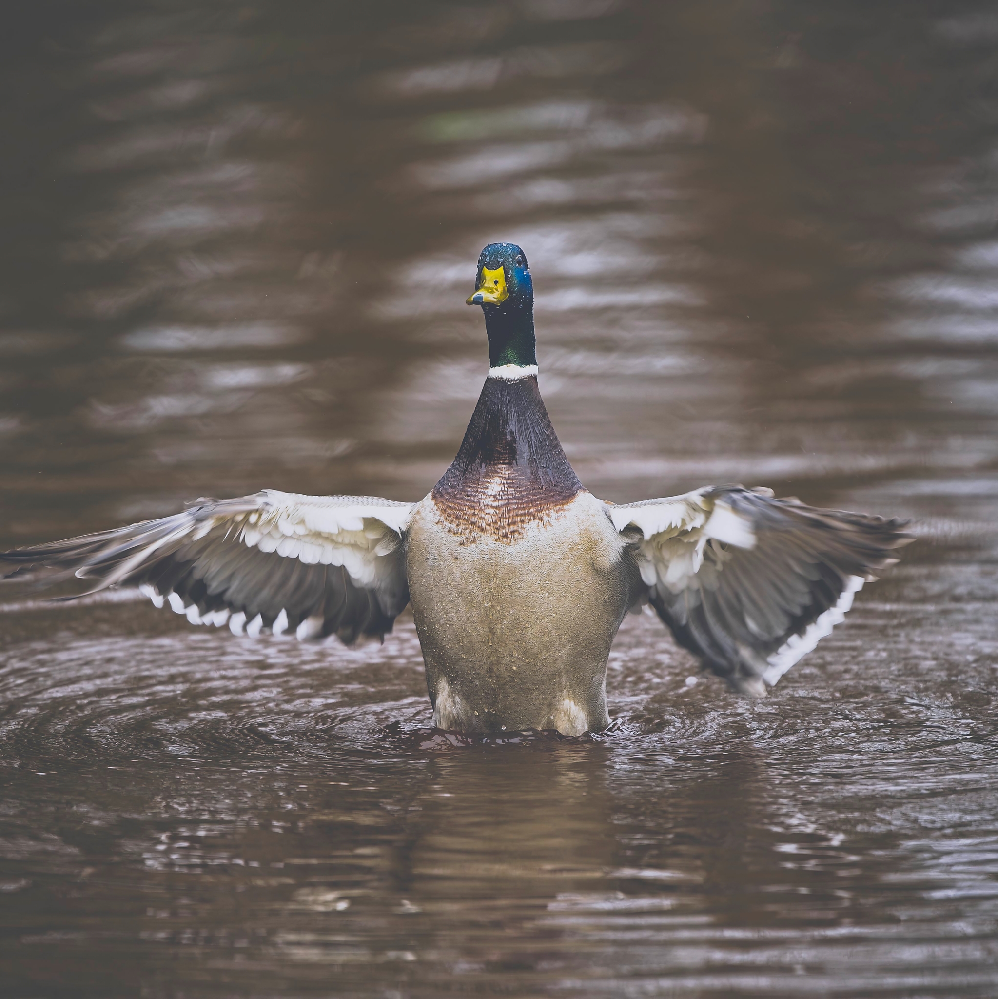 NIKON Z 8NIKKOR Z 400mm f-2.8 TC VR S copy159.jpg