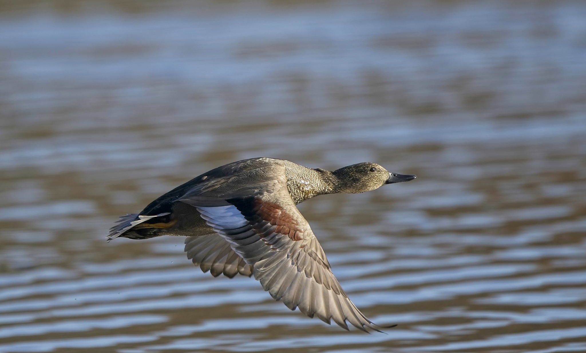 NIKON Z 8NIKKOR Z 400mm f-2.8 TC VR S copy34.jpg