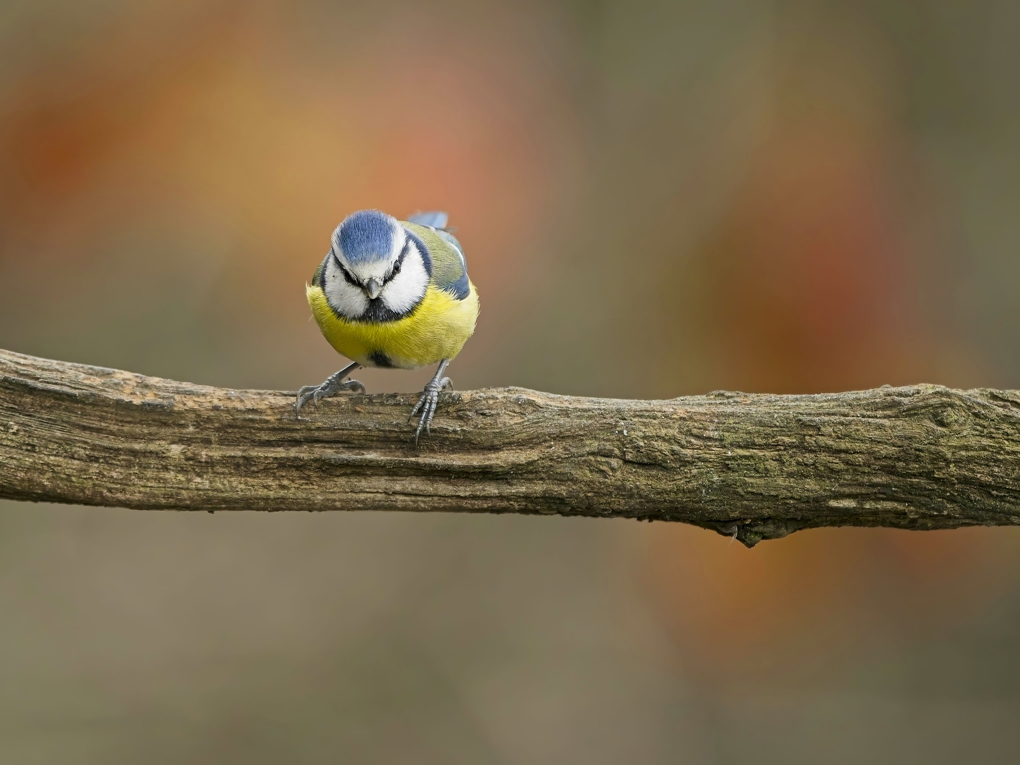 NIKON Z 8NIKKOR Z 400mm f-2.8 TC VR S copy44.jpg