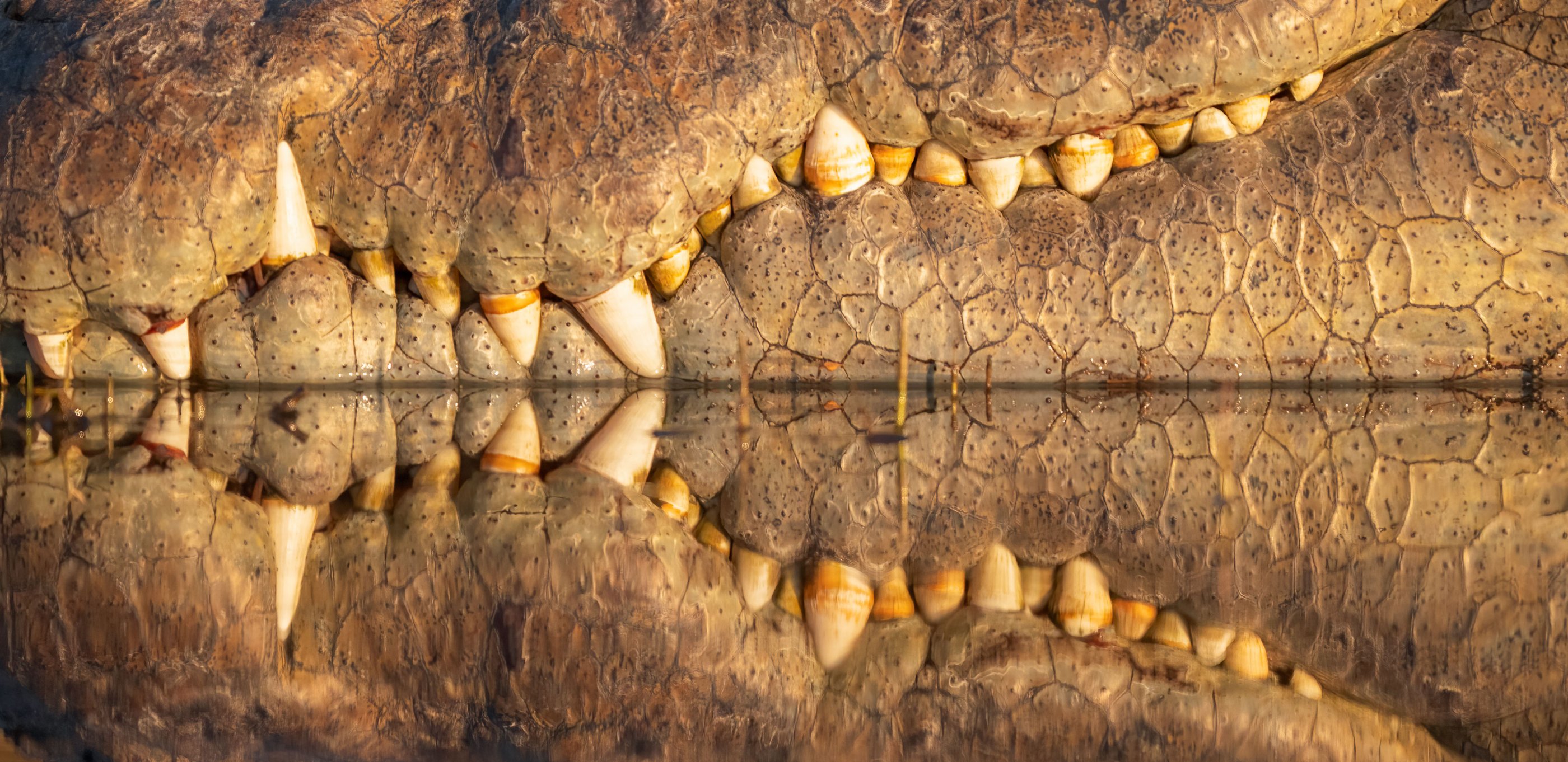 *Nile Crocodile, teeth and reflection.jpg