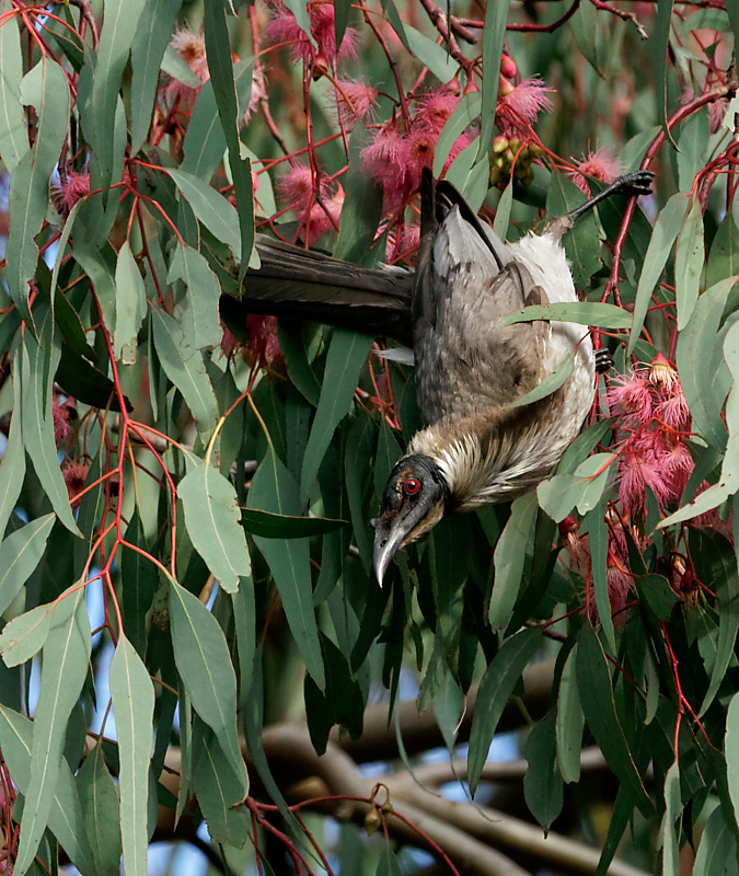 Noisy Friarbird feeding (1).jpg