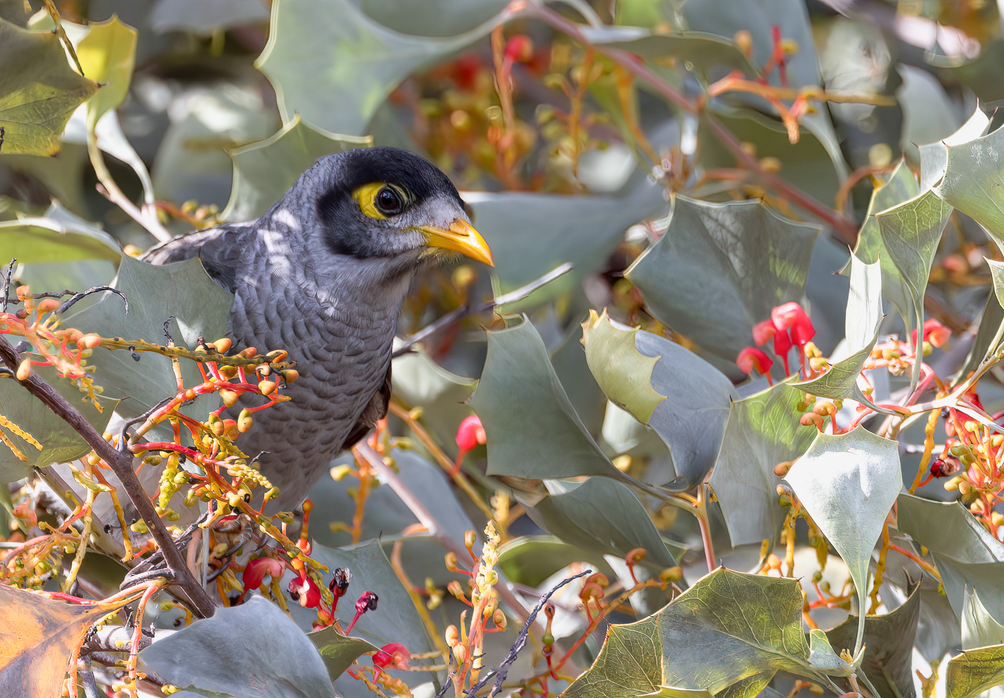 Noisy Miner : Manorina melanocephala