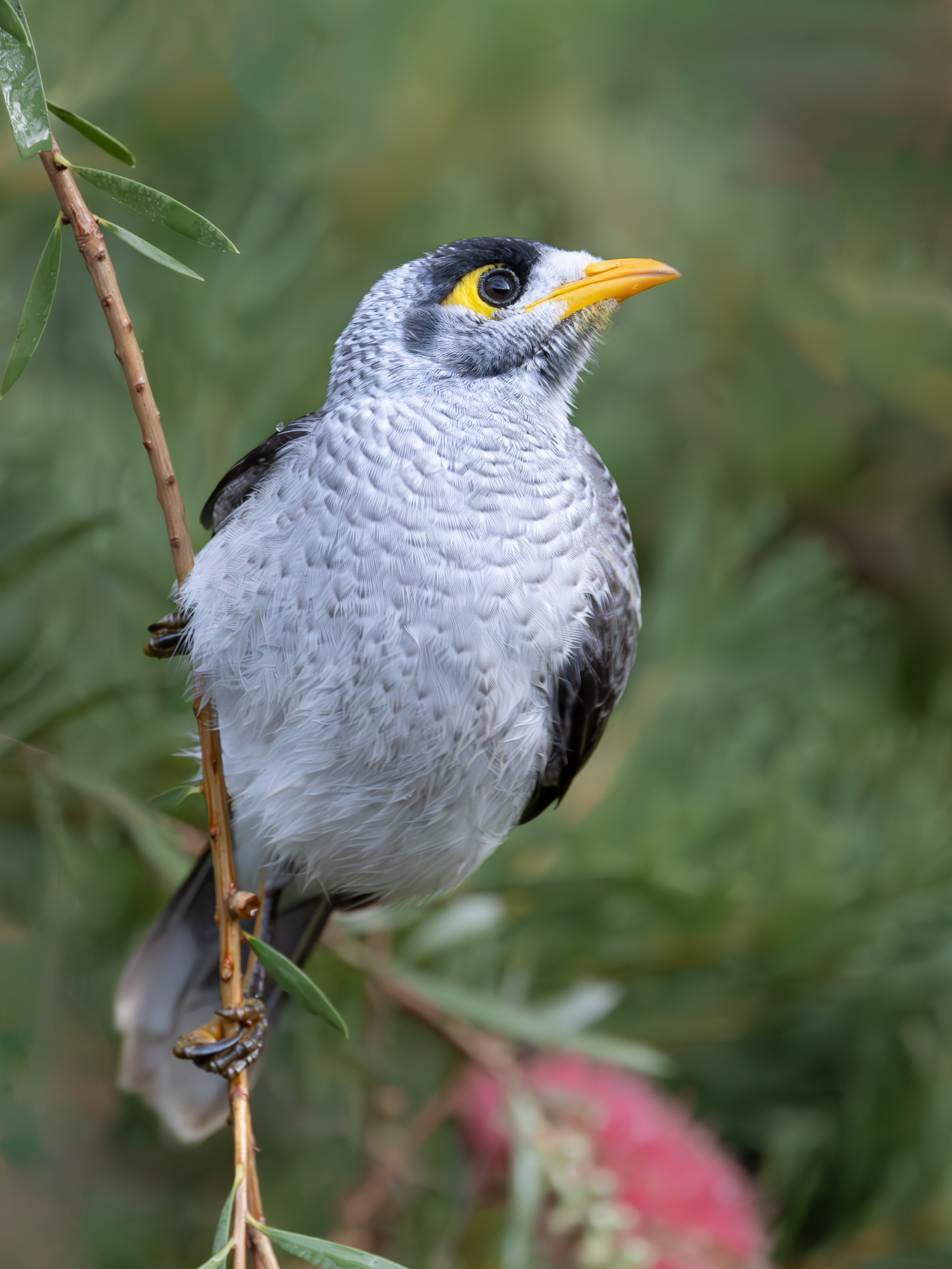 Nioisy Miner : Manorina melanocephala