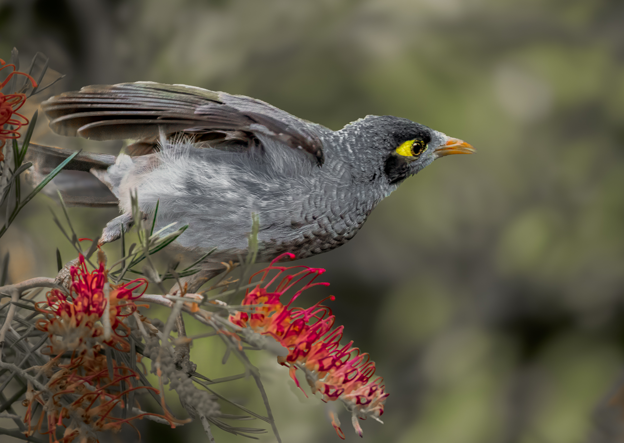 Noisy Miner