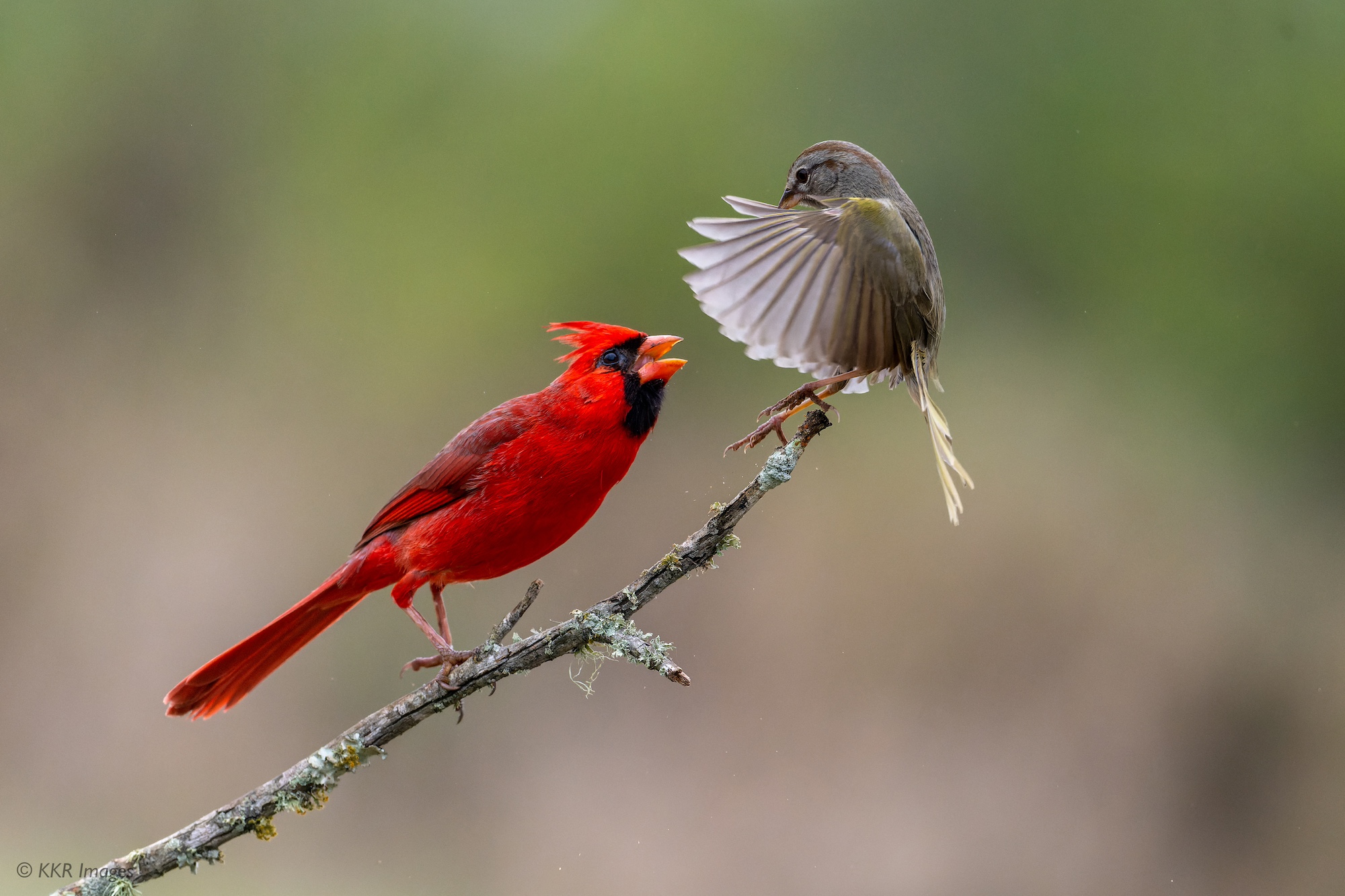 Northern Cardinal and Olive Sparrow.jpg