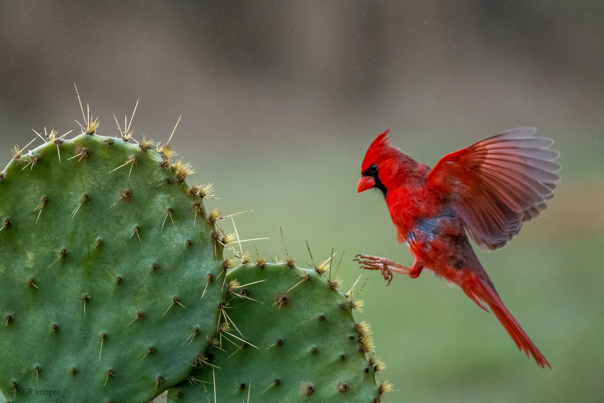 Northern Cardinal does a pinpoint landing.jpg