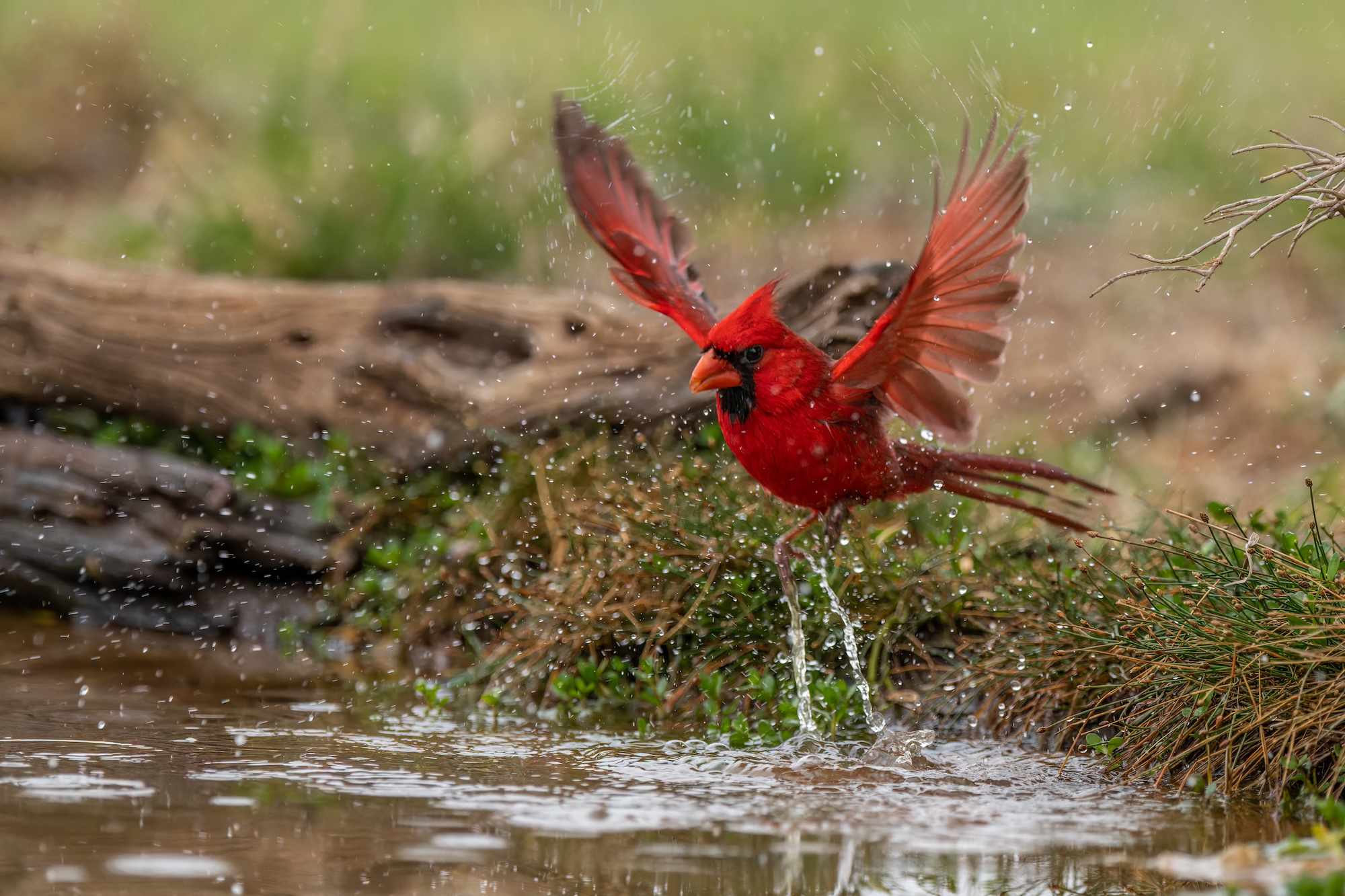 Northern Cardinal - Done with his bath.jpg