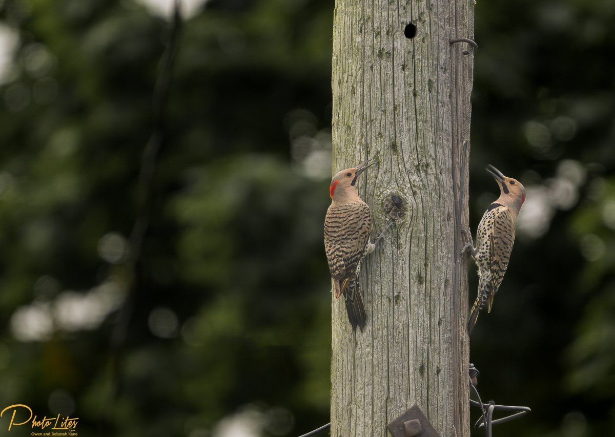 Northern Flicker (Male Yellow Shafted) (1 of 1).jpg