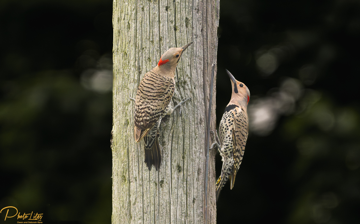 Northern Flicker (Two Male Yellow Shafted) (1 of 1).jpg