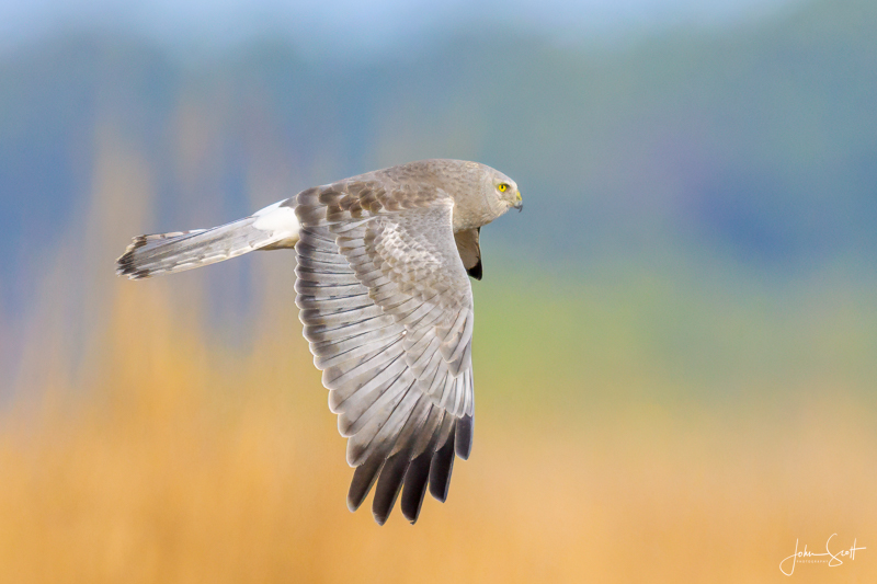 Northern Harrier on Hunting Run.jpg