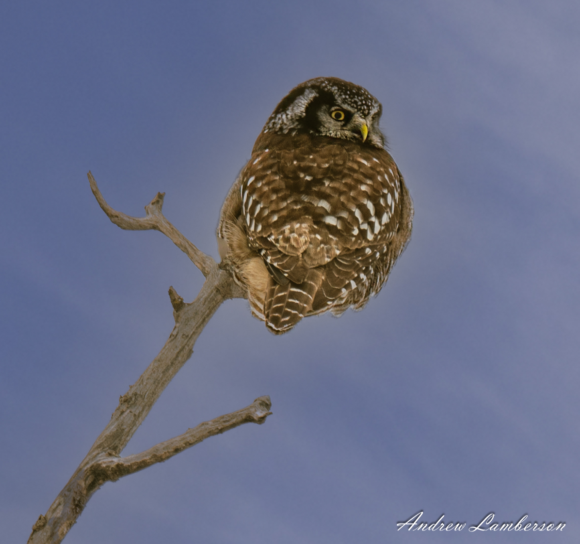 Northern Hawk Owl w head turned bcf-.jpg