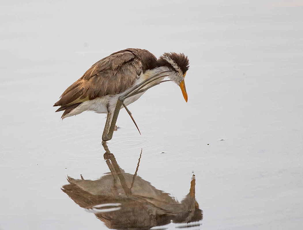 Northern Jacana 850_9287.jpg