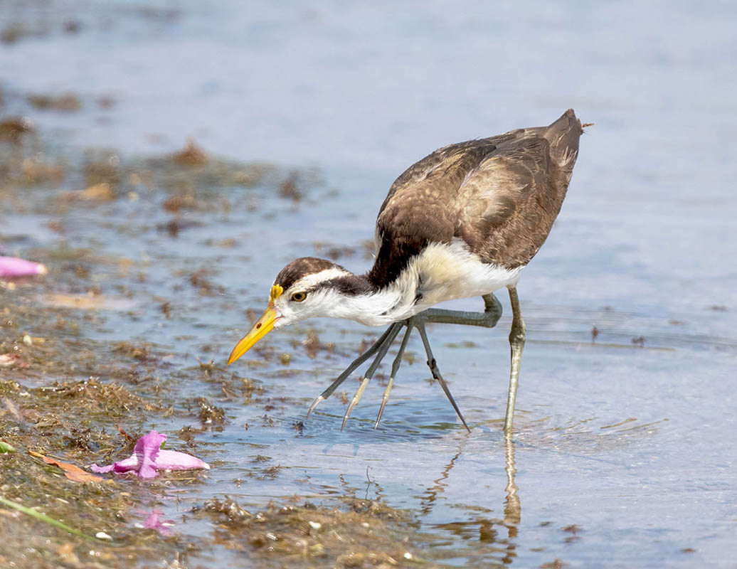 Northern Jacana 850_9451.jpg