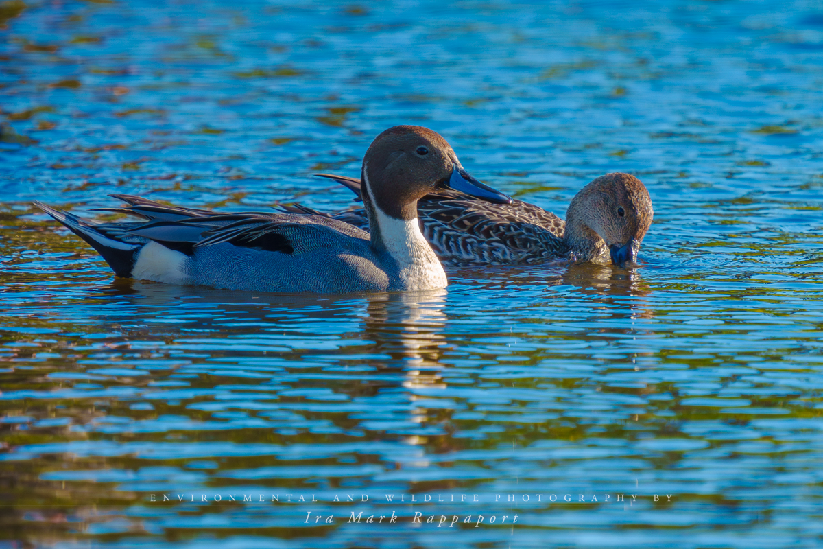 Northern Pintail Ducks.jpg