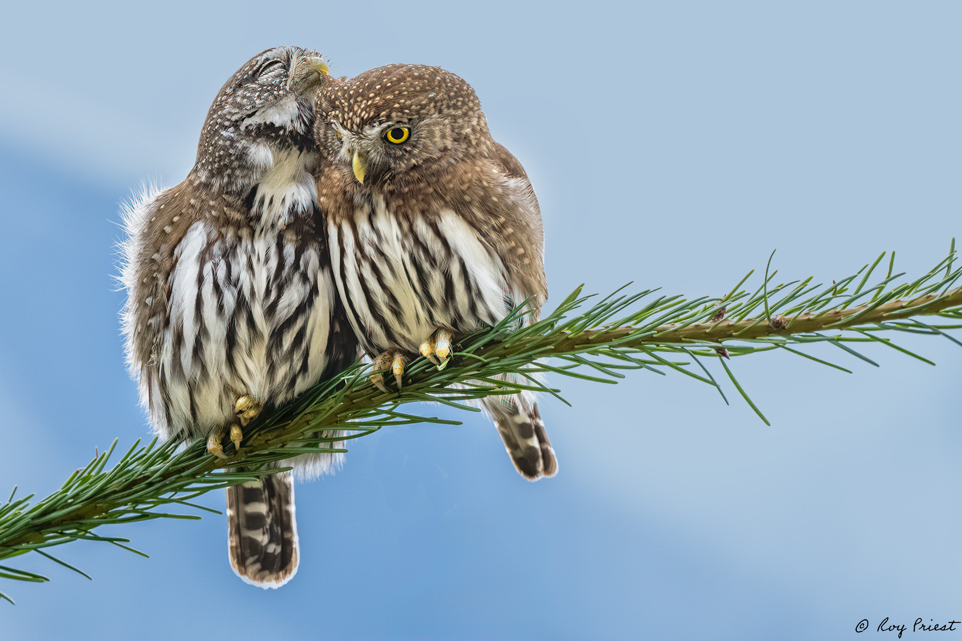 Northern Pygmy Owl-A1-4155.jpg