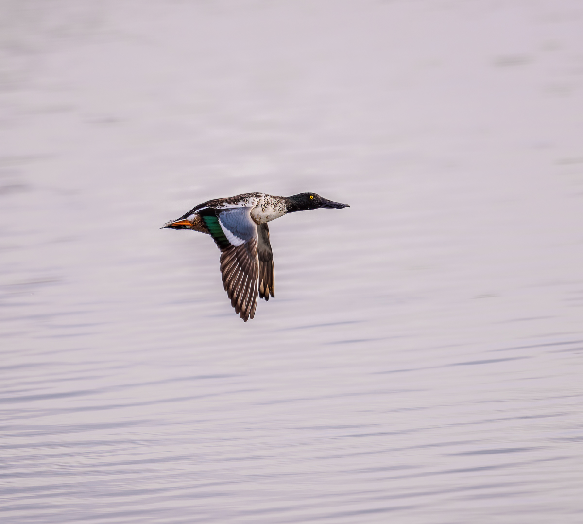 Northern Shoveler.jpg